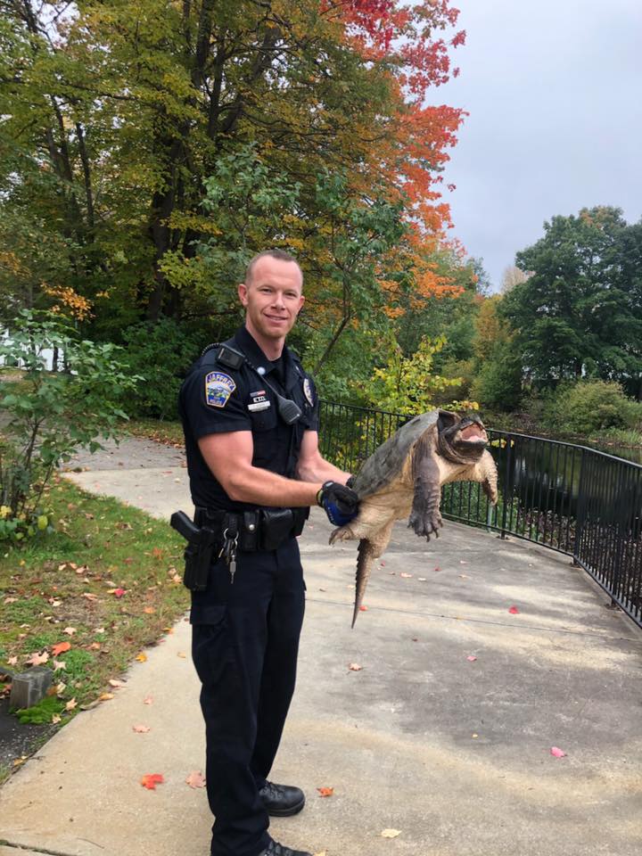 Assisting Snapping Turtle